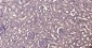 Calmodulin 1 Recombinant Rabbit mAb